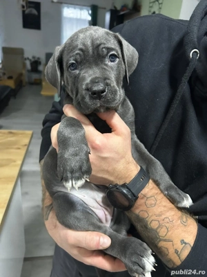 Cane corso blue  - imagine 2