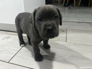 Cane corso blue  - imagine 5