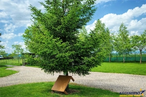 Film! Afacere la cheie  -Camping amenajat, Rasnov - Glajerie, Brasov - imagine 2