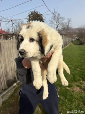 Femelă ciobanesc de Bucovina