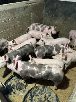 Purcei de carne  - imagine 3