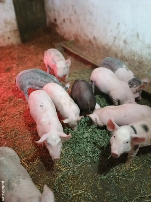 purcei de vânzare  - imagine 2