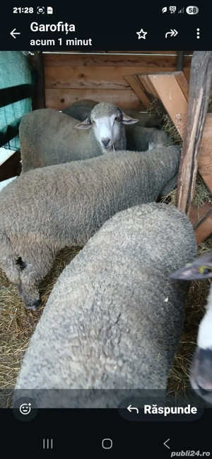 Vând 10 berbecuți din primăvară,foarte buni! - imagine 2