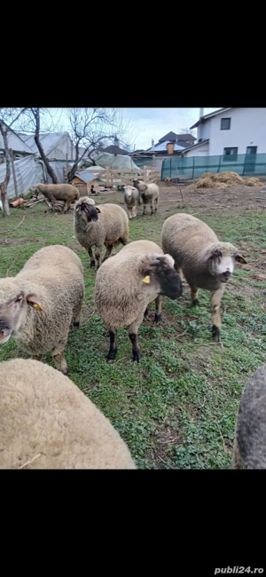 Vând 10 berbecuți din primăvară,foarte buni! - imagine 3