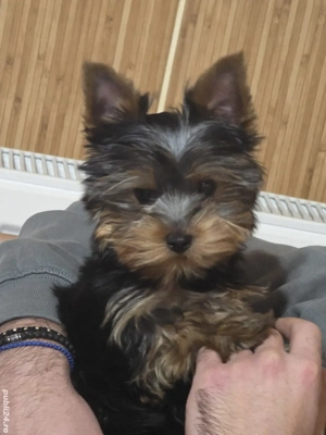 yorkshire terrier 