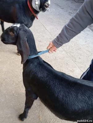 Ieduta anglo nubiana  - imagine 4