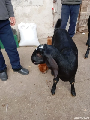 Ieduta anglo nubiana  - imagine 3