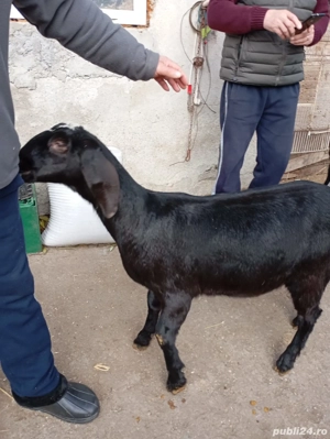 Ieduta anglo nubiana  - imagine 2