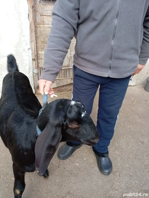 Ieduta anglo nubiana  - imagine 5