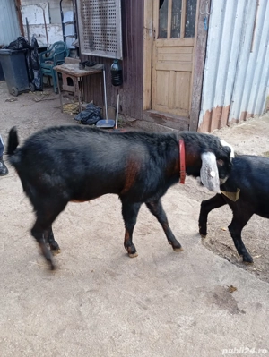 Tap anglo nubian cu pedigri  - imagine 2