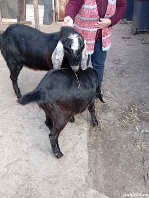 Tap anglo nubian cu pedigri  - imagine 4