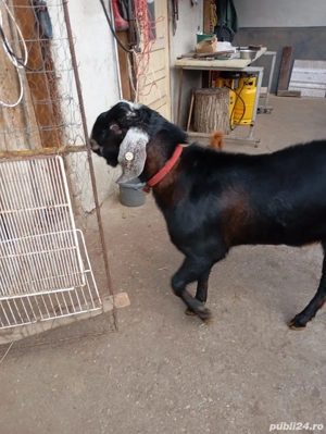 Tap anglo nubian cu pedigri 