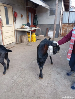 Tap anglo nubian cu pedigri  - imagine 3