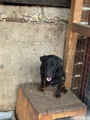 Mascul jagdterrier - imagine 2