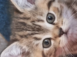 BSH, mama blue, tatal golden - imagine 4