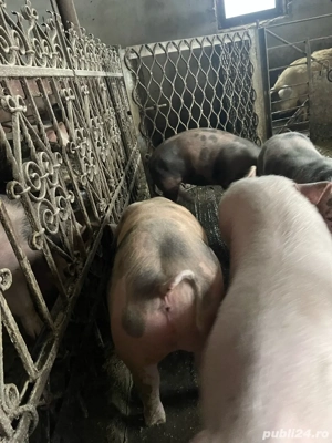 purcei godini soldani de carne  - imagine 3