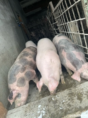 purcei godini soldani de carne  - imagine 2