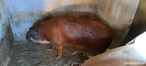 Porc de vânzare aprox 250-280kg