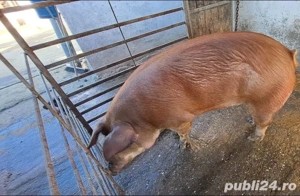 Porc de vânzare aprox 250-280kg - imagine 4