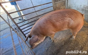 Porc de vânzare aprox 250-280kg - imagine 3