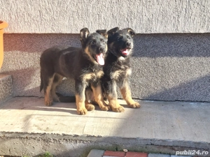 Pui de Ciobanesc German  - imagine 3