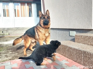 Pui de Ciobanesc German 