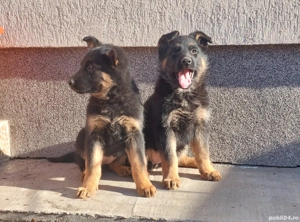 Pui de Ciobanesc German  - imagine 4