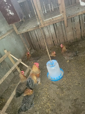 De vanzare oua de incubat de la gaini rasa Bielefelderer