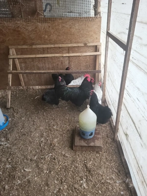 De vanzare oua de incubat Australorp