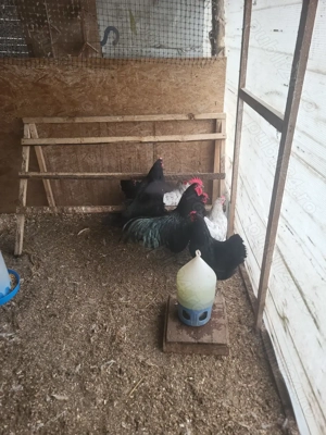 De vanzare oua de incubat Australorp - imagine 2