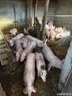 Purcei de vanzare - imagine 3