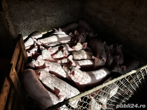 Purcei de vanzare - imagine 2