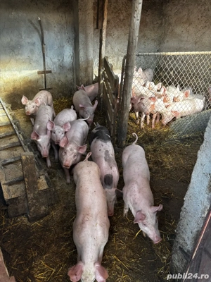 Purcei de vanzare - imagine 4