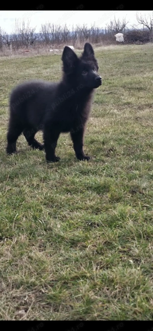 vand pui Ciobanesc German   - imagine 5