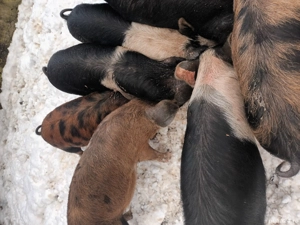 Purcei  disponibili .