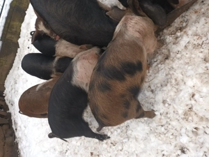 Purcei  disponibili . - imagine 4