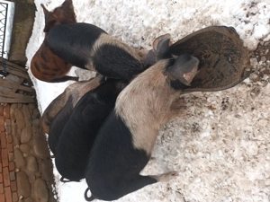 Purcei  disponibili . - imagine 3