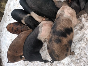 Purcei  disponibili . - imagine 2