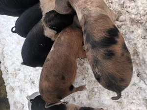 Purcei  disponibili . - imagine 5