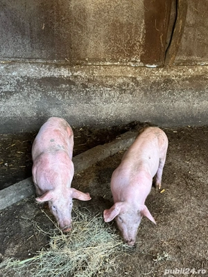 Purcei 35-40 kg.  - imagine 2