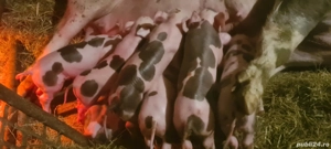 Vand scroafe cu purcei - imagine 2