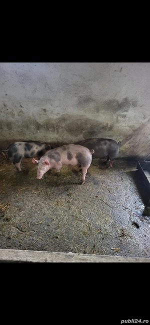 Vand 3 grasuni pietrani 