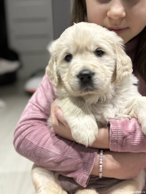 Fetita Golden Retriever - imagine 2