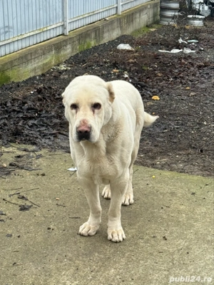 de vanzare catei ciobanesc de asia centrala - imagine 5