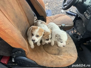 de vanzare catei ciobanesc de asia centrala - imagine 3