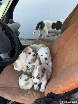 de vanzare catei ciobanesc de asia centrala - imagine 4