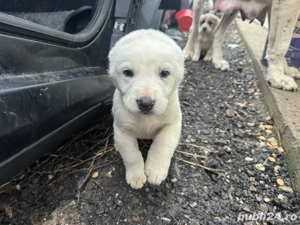 de vanzare catei ciobanesc de asia centrala - imagine 2