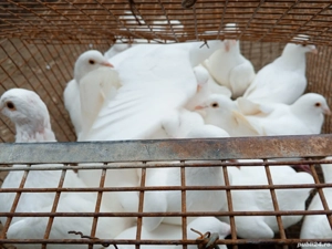 Porumbei de vanzare - imagine 4