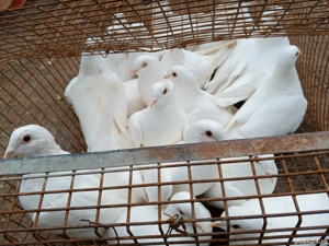 Porumbei de vanzare - imagine 3