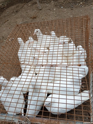 Porumbei de vanzare - imagine 2